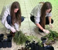 Powiększ zdjęcie zdjęcie do artykułu o ogrodach wertykalnych